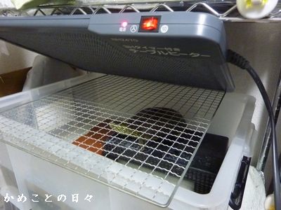 P1810007-suke.jpg
