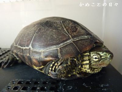 P1820983-suke.jpg