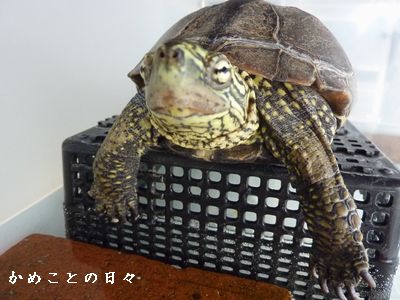 P1830023-suke.jpg