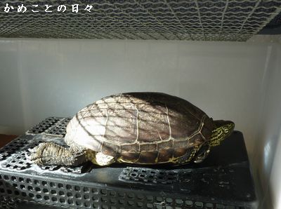 P1830092-suke.jpg