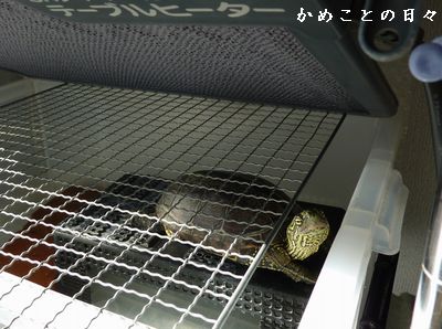 P1830095-suke.jpg