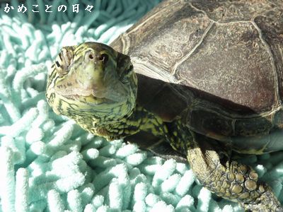 P1830120-suke.jpg