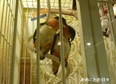 P1830341-inko.jpg