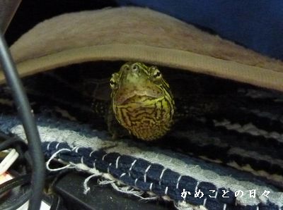 P1830449-suke.jpg
