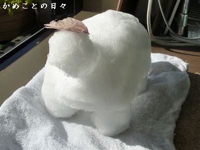 P1830500-kame.jpg
