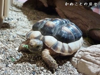 P1830557-riku.jpg