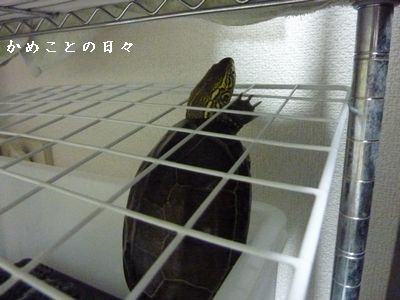 P1830578-suke.jpg