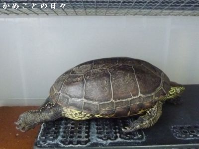 P1830601-suke.jpg