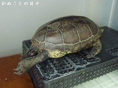 P1830604-suke.jpg
