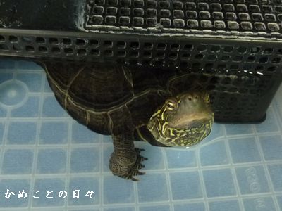 P1830610-co.jpg