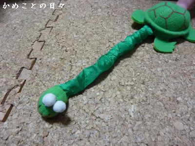 P1830739-kame.jpg