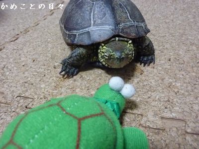 P1830742-suke.jpg