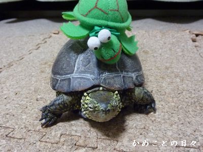 P1830747-suke.jpg