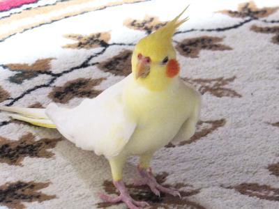 DSCF2129.jpg