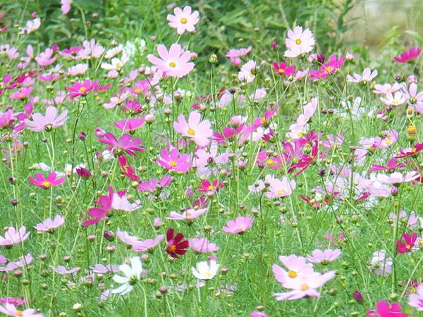 DSCF2277.jpg