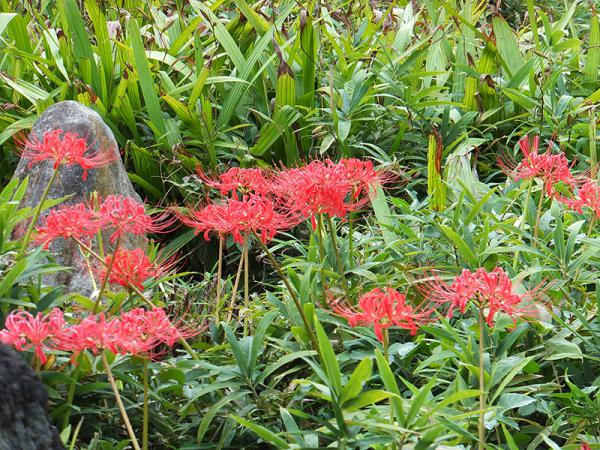 DSCF2281.jpg