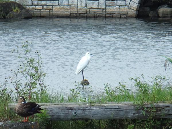 DSCF2290.jpg