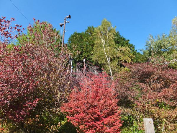 DSCF2383.jpg
