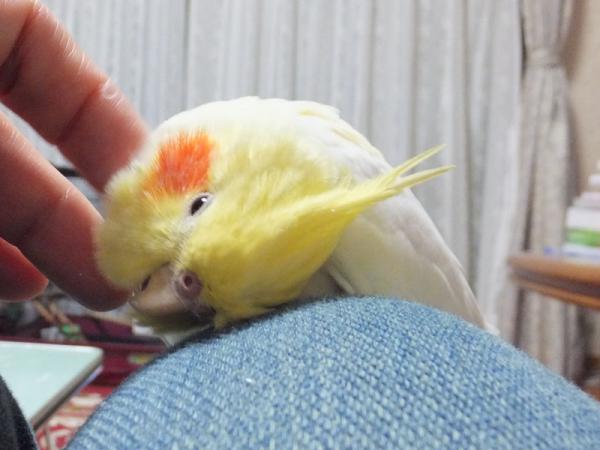 DSCF2411.jpg