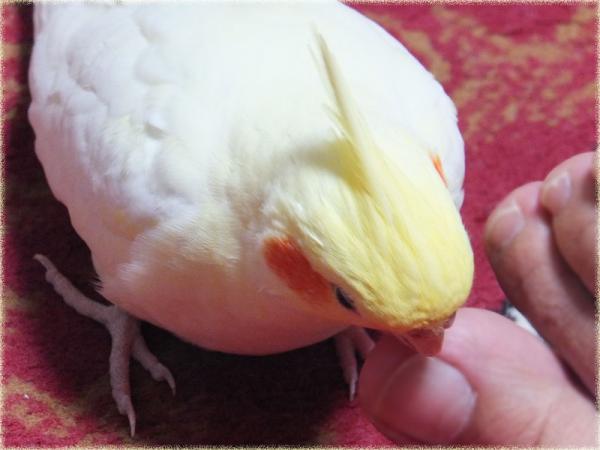 DSCF2454.jpg