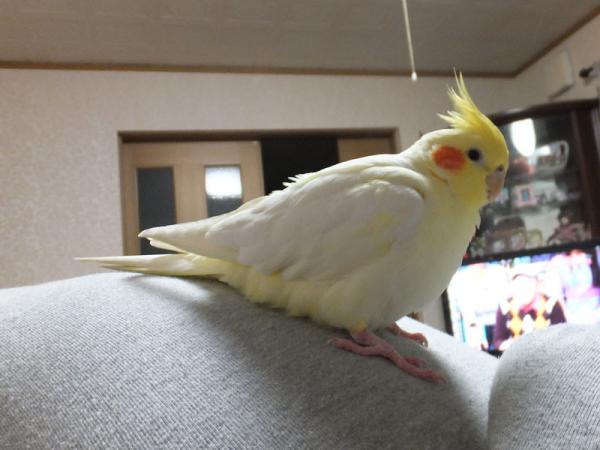 DSCF2611.jpg