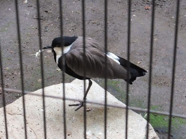 DSCF2634.jpg