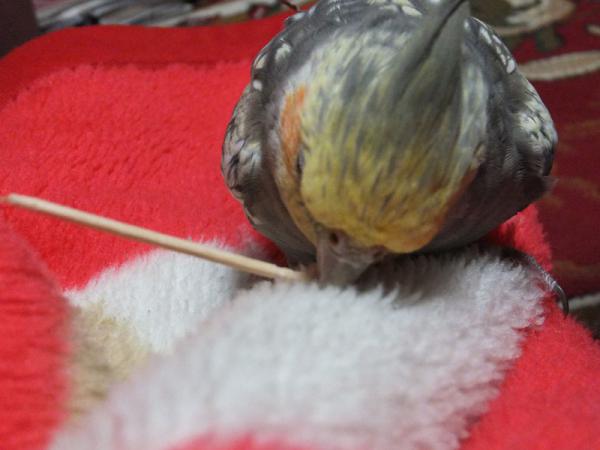 DSCF2650.jpg