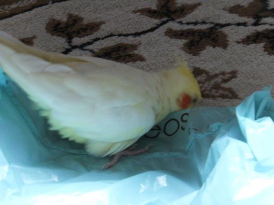 DSCF2717.jpg