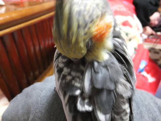 DSCF2741.jpg