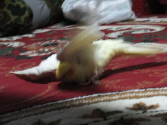 DSCF2755.jpg