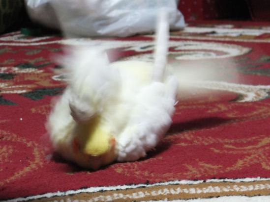 DSCF2756.jpg