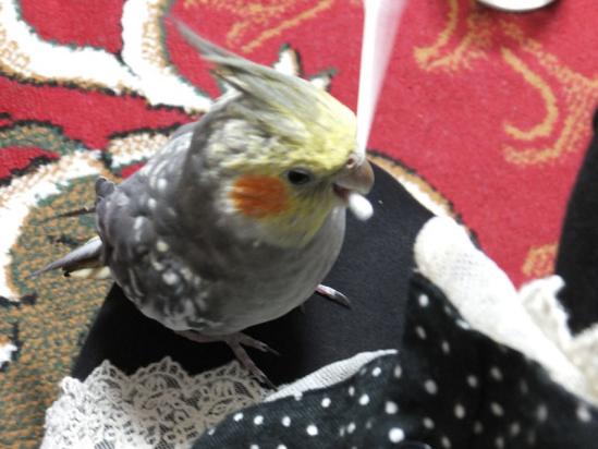 DSCF2778.jpg