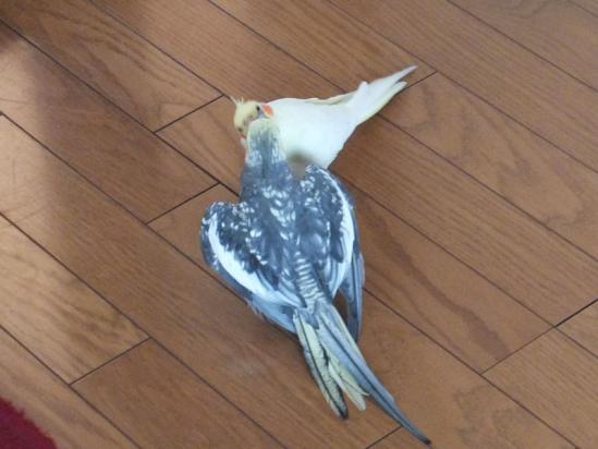 DSCF2921.jpg