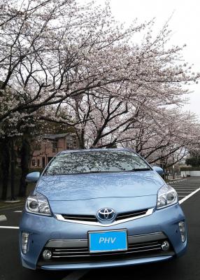 01PHV桜