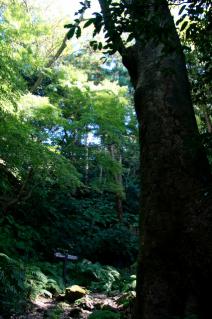 浦賀道(鎌倉):名越切通途上のケヤキ
