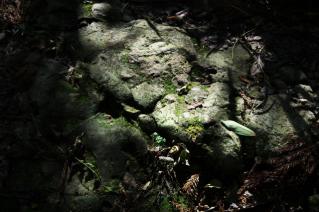 浦賀道(鎌倉):名越切通・足元の岩肌