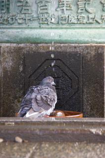 藤沢・遊行寺:水垢離?する鳩