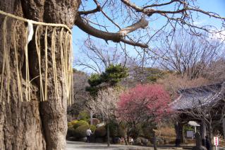 藤沢・遊行寺:大銀杏と紅梅・白梅