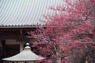 藤沢・遊行寺:紅梅と本堂