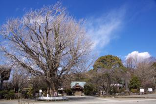 藤沢・遊行寺:遊行寺の大銀杏