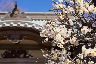 藤沢・遊行寺:真徳寺境内の白梅