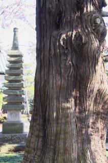 橋本・香福寺高野槇と石塔