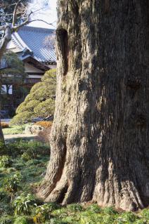 橋本・瑞光寺の榧