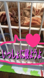 murimuri.gif