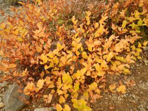DSCN0546_は2