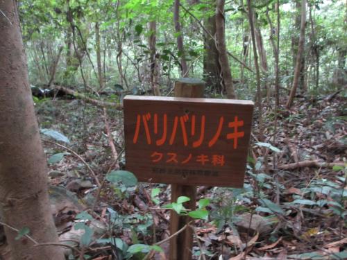 バリバリの木1