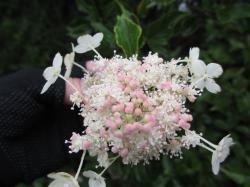 IMG_3029_HANA11.jpg