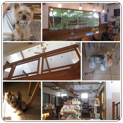 1cats_20120819234751.jpg