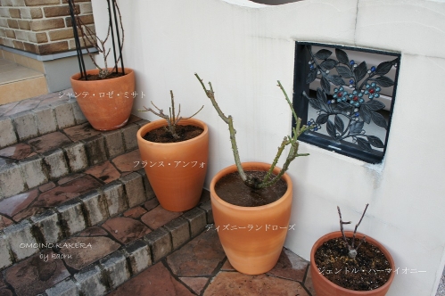 鉢植え
