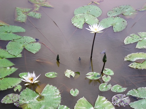 DSCN3298.jpg
